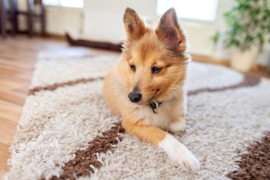 Genç Shetland çoban köpeği kapalı portresi