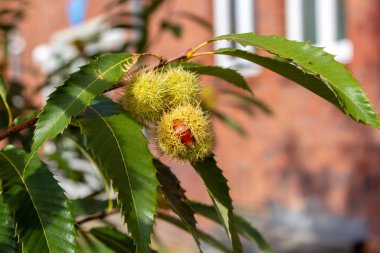 Kestane ağacının çiğ kestane asmak