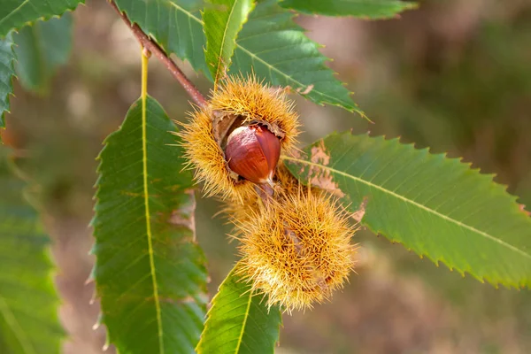 Raw chestnut hangs on a chestnut tree