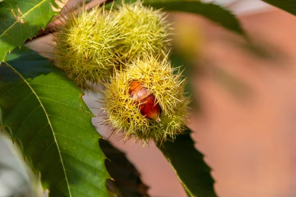 Raw chestnut hangs on a chestnut tree