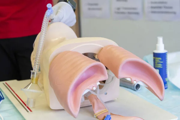 Endotracheal intubation on a medical practice puppet
