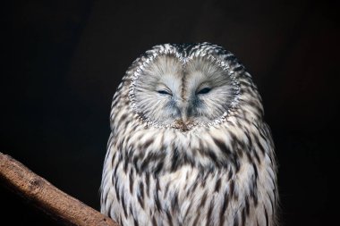 Ural baykuş portresi. Baykuş tehlikeye oturur