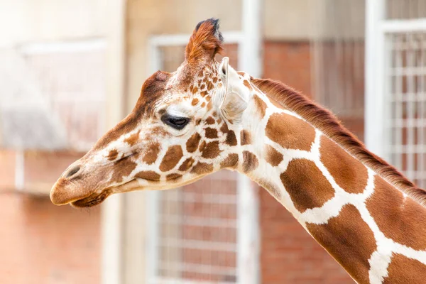 Head Portrait African Giraffe — Stock Photo, Image