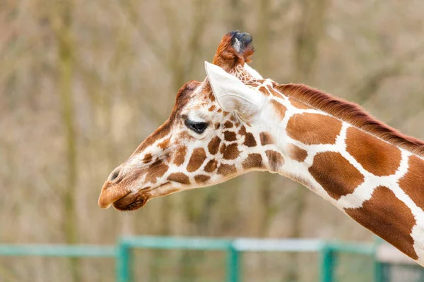 Portrait Tête Une Girafe Africaine — Photo