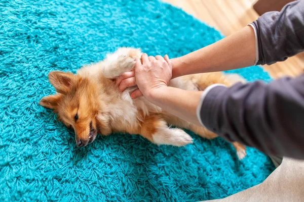 Erste Hilfe Reanimation Einem Kleinen Shetland Schäferhund — Stockfoto