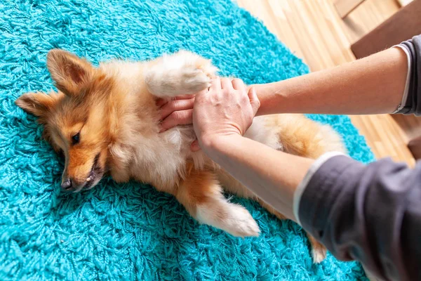 对一只小的兰恢复牧羊犬的急救 — 图库照片