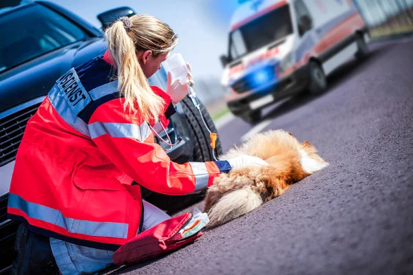 German animal medic treats an injured dog — Stock Photo, Image