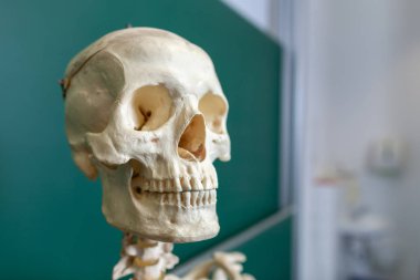 bir iskelet modeli bir tahta standları