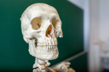 bir iskelet modeli bir tahta standları