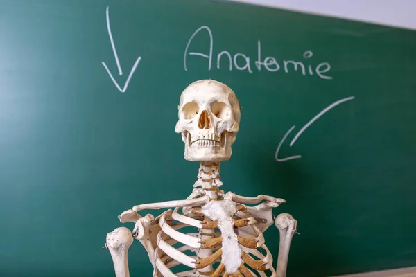 Een Skelet Model Staat Een Schoolbord — Stockfoto