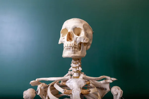 一个骨架模型站在黑板上 — 图库照片