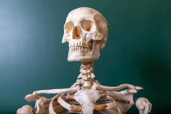 一个骨架模型站在黑板上 — 图库照片