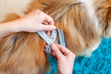 Belly circumference is measured with a tape measure on a dog clipart