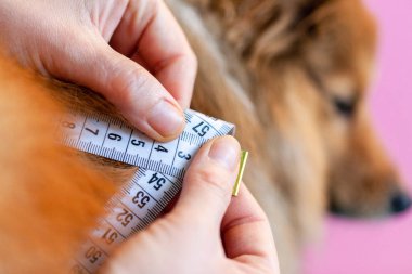 Belly circumference is measured with a tape measure on a dog clipart