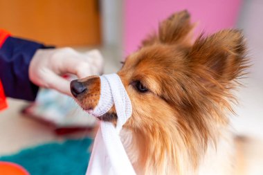 Acil Veteriner tıbbi ekipman ile küçük bir Shetland koyun davranır.