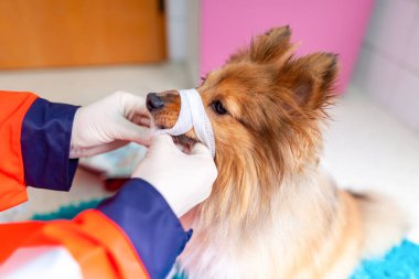 Acil Veteriner tıbbi ekipman ile küçük bir Shetland koyun davranır.