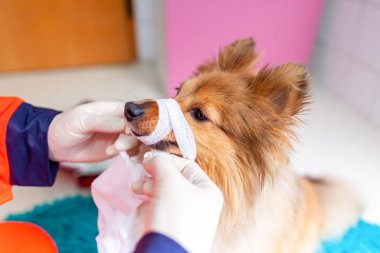 Acil Veteriner tıbbi ekipman ile küçük bir Shetland koyun davranır.