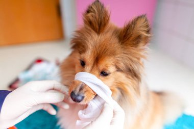 Acil Veteriner tıbbi ekipman ile küçük bir Shetland koyun davranır.
