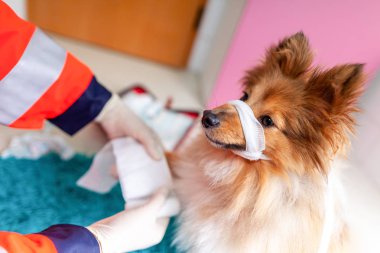 Acil Veteriner tıbbi ekipman ile küçük bir Shetland koyun davranır.