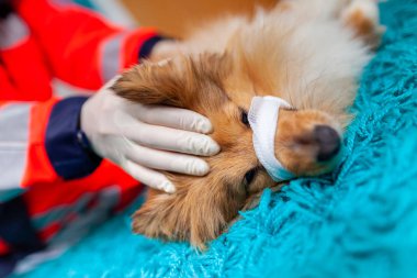 Acil Veteriner tıbbi ekipman ile küçük bir Shetland koyun davranır.