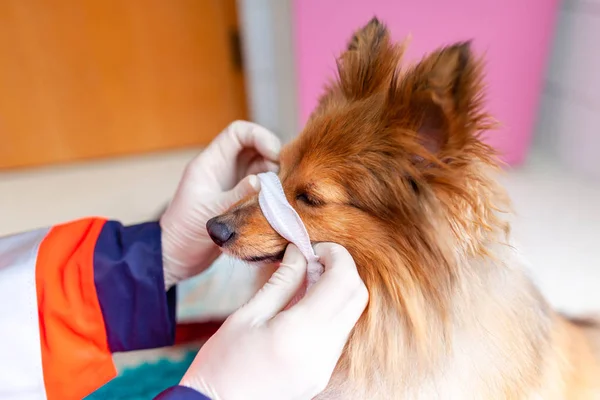 A emergency veterinarian treats with medical equipment a little Shetland Sheepdog