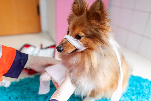 Veterinario Emergencia Trata Con Equipo Médico Poco Shetland Sheepdog — Foto de Stock