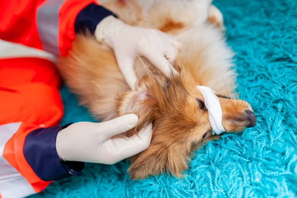 A emergency veterinarian treats with medical equipment a little Shetland Sheepdog