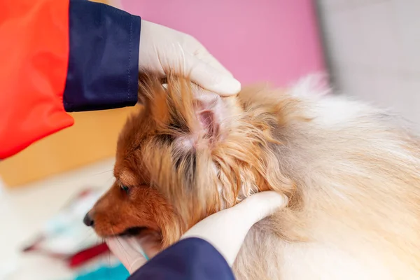 Veterinario Emergencia Trata Con Equipo Médico Poco Shetland Sheepdog — Foto de Stock