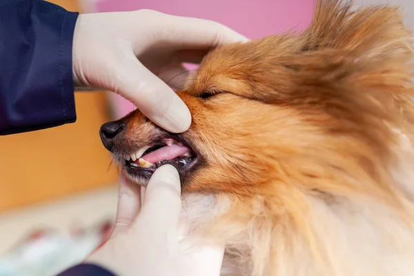 Veterinario Emergencia Trata Con Equipo Médico Poco Shetland Sheepdog — Foto de Stock