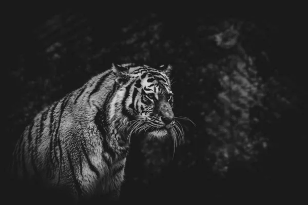 Tigre Blanco Negro Sobre Fondo Borroso — Foto de Stock