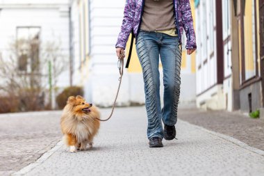 A woman leads her dog on a leash clipart