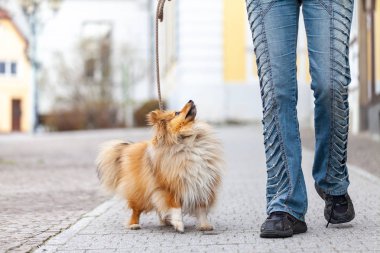 Bir kadın onu köpek tasma açar.