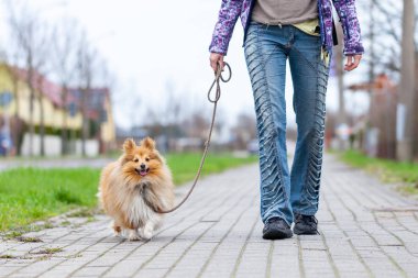 A woman leads her dog on a leash clipart