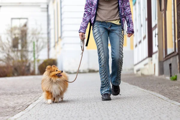 Woman Leads Her Dog Leash — Stock Photo, Image