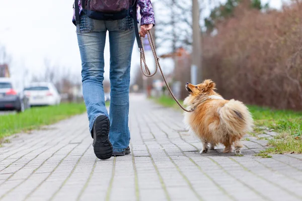 A woman leads her dog on a leash