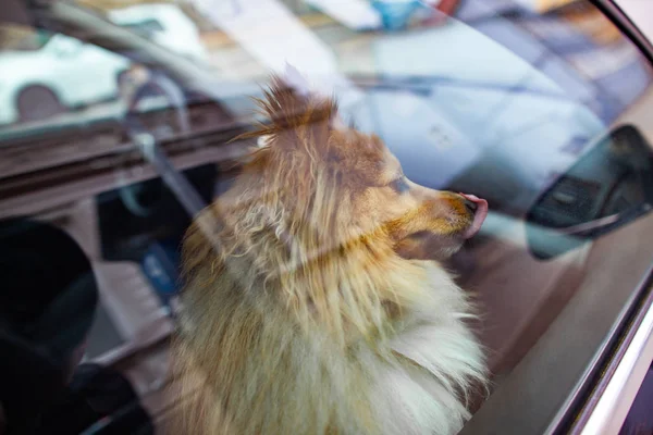 Маленька Шетландська Вівчарка Дивиться Вікно Машини — стокове фото