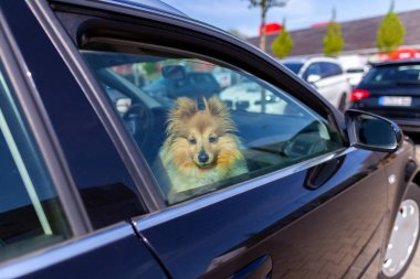 Shetland Çoban Köpeği bir arabanın penceresinden dışarı bakar