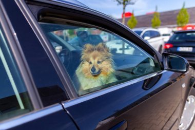Shetland Çoban Köpeği bir arabanın penceresinden dışarı bakar