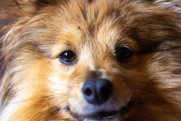 Uma Carraça Corre Cara Cão — Fotografia de Stock