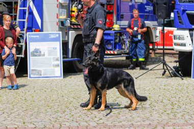 Peine / Almanya - Haziran 22, 2019: Bir polis çoban köpeği ile Alman polis köpek işleyicisi halka açık etkinlikte bir köpek gösteri gösterir, Peine üniforma günü.