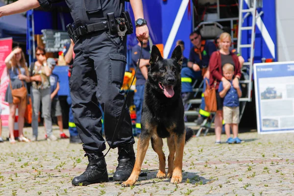 Peine Tyskland Juni 2019 Tyska Polisen Hund Hanterare Med Polis — Stockfoto