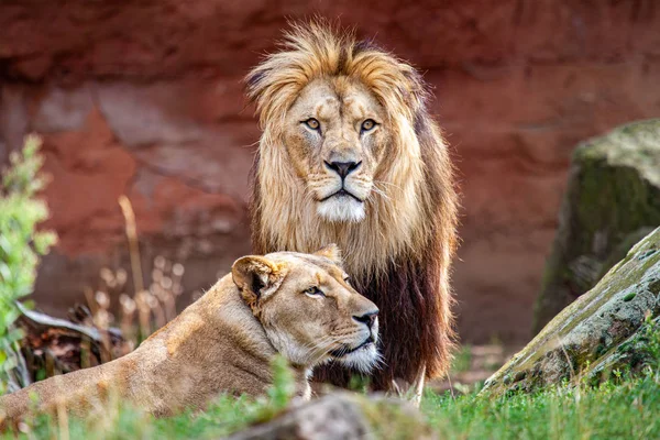 Barbar Aslan Dişi Aslan Berberi Aslanı Aynı Zamanda Kuzey Afrika — Stok fotoğraf