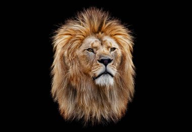 Coloured lion head on a black background clipart