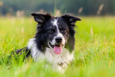 Sevimli Bir Border Collie Bir Portre