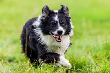 Sevimli Bir Border Collie Bir Portre