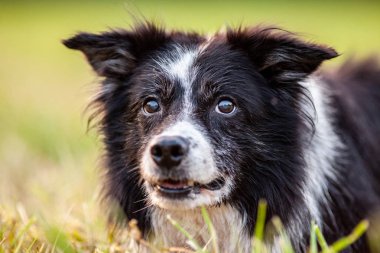 Sevimli Bir Border Collie Bir Portre
