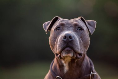 Çim arka plan üzerinde yaka ile Pitbull köpek portresi
