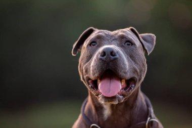 Çim arka plan üzerinde yaka ile Pitbull köpek portresi
