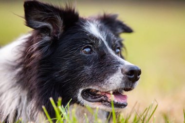 Sevimli Bir Border Collie Bir Portre