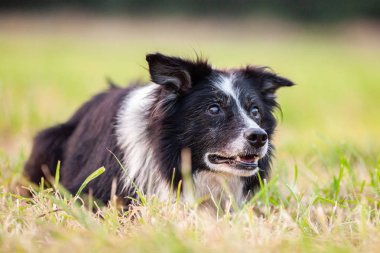Sevimli Bir Border Collie Bir Portre